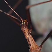 Pseudophasma acanthonota